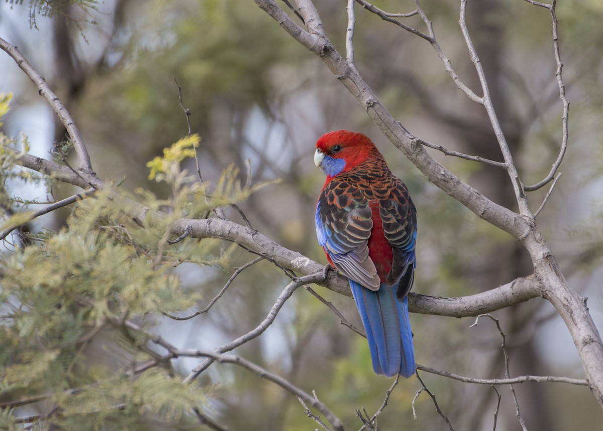 Crimson Rosella (Crimson) - ML180981511