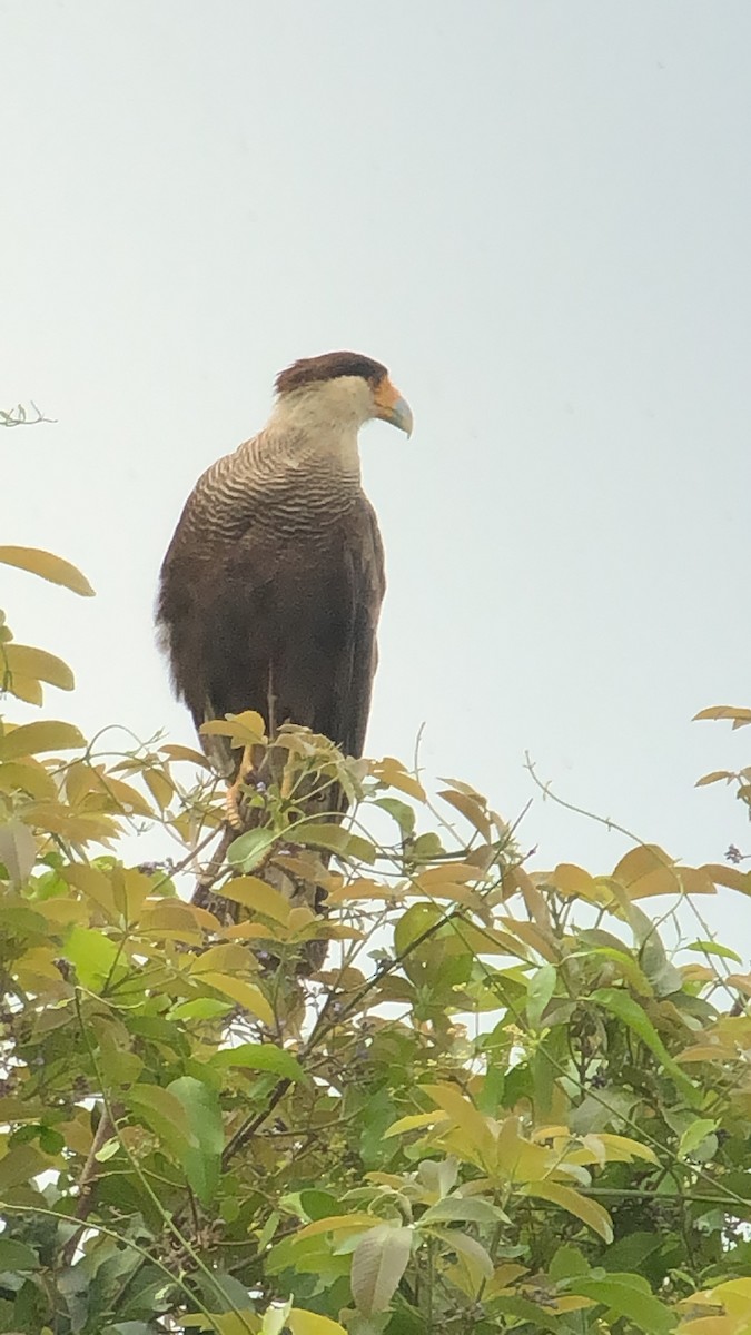 Crested Caracara (Southern) - ML180982361