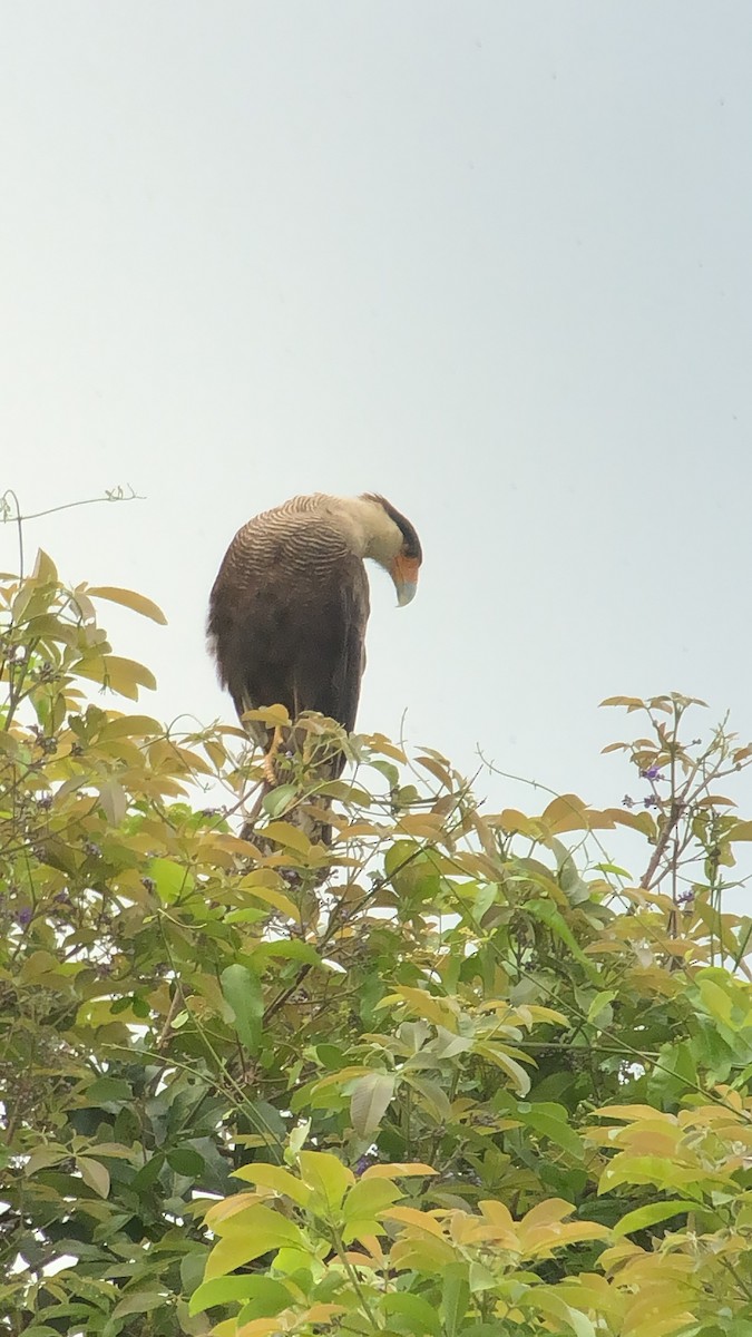 Crested Caracara (Southern) - ML180982371