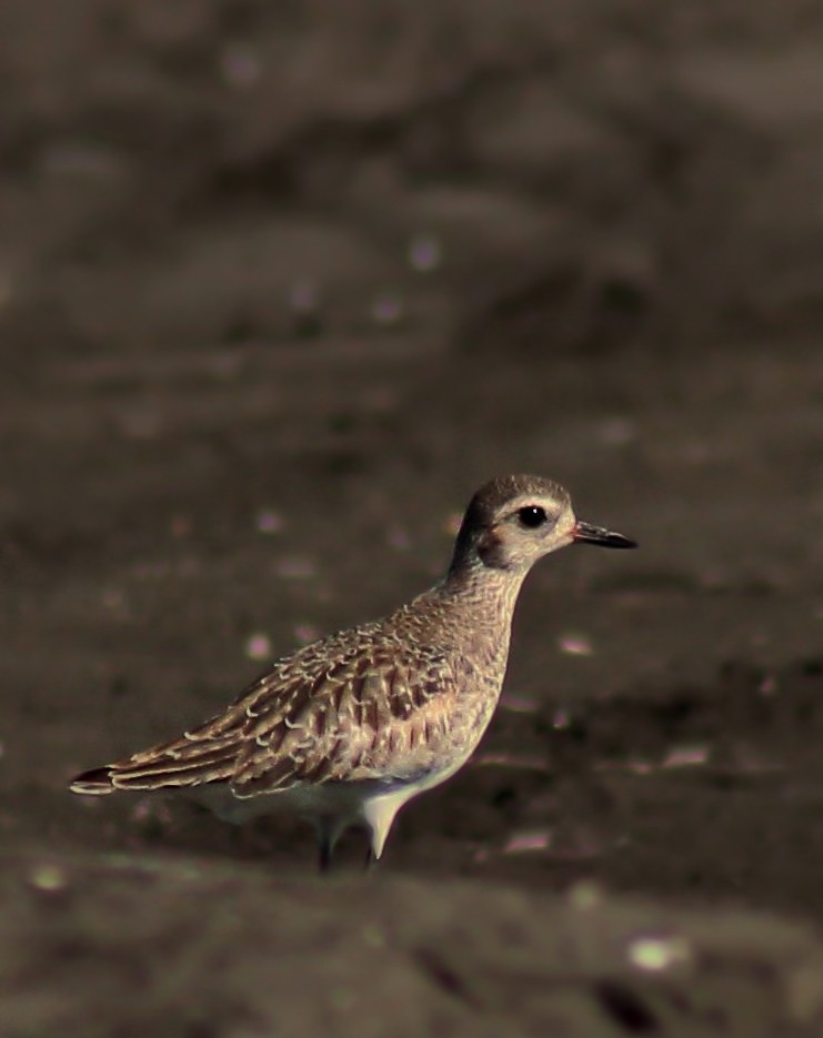 Black-bellied Plover - ML180982831