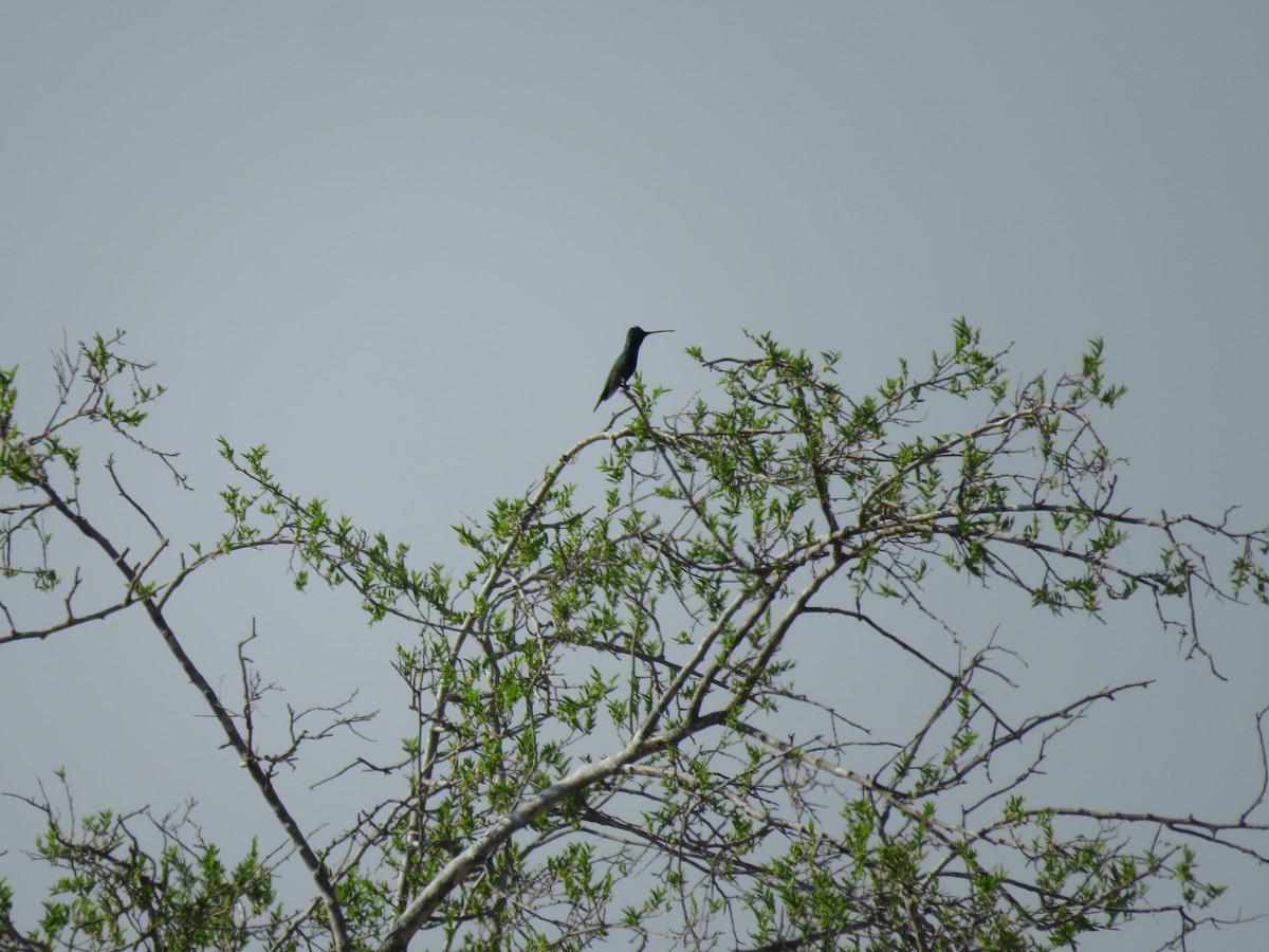 kolibřík cerradový - ML180983601