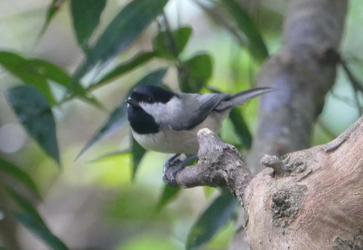 Carolina Chickadee - ML180984351