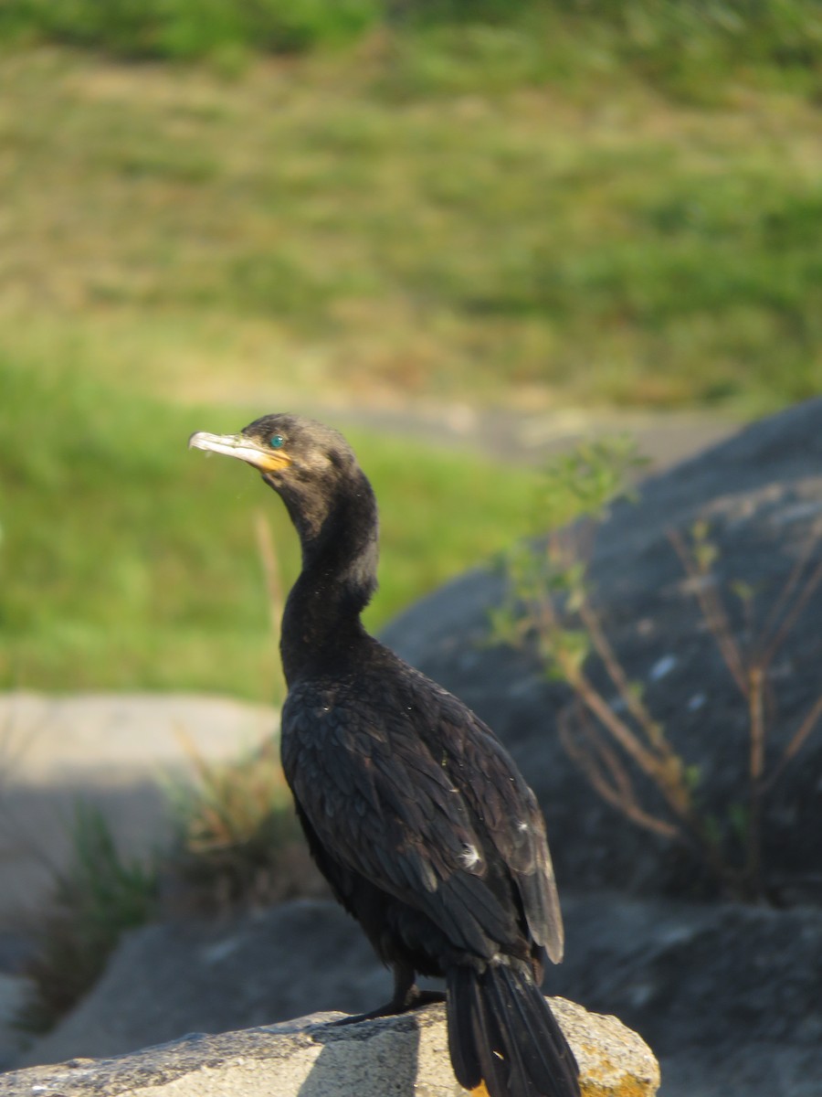 Neotropic Cormorant - Joaquin Yako Valentinuzzi