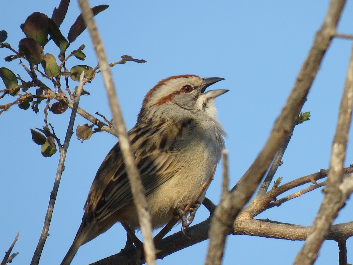 Chaco Sparrow - ML180985131