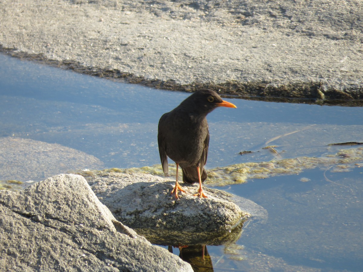 Chiguanco Thrush - ML180985521