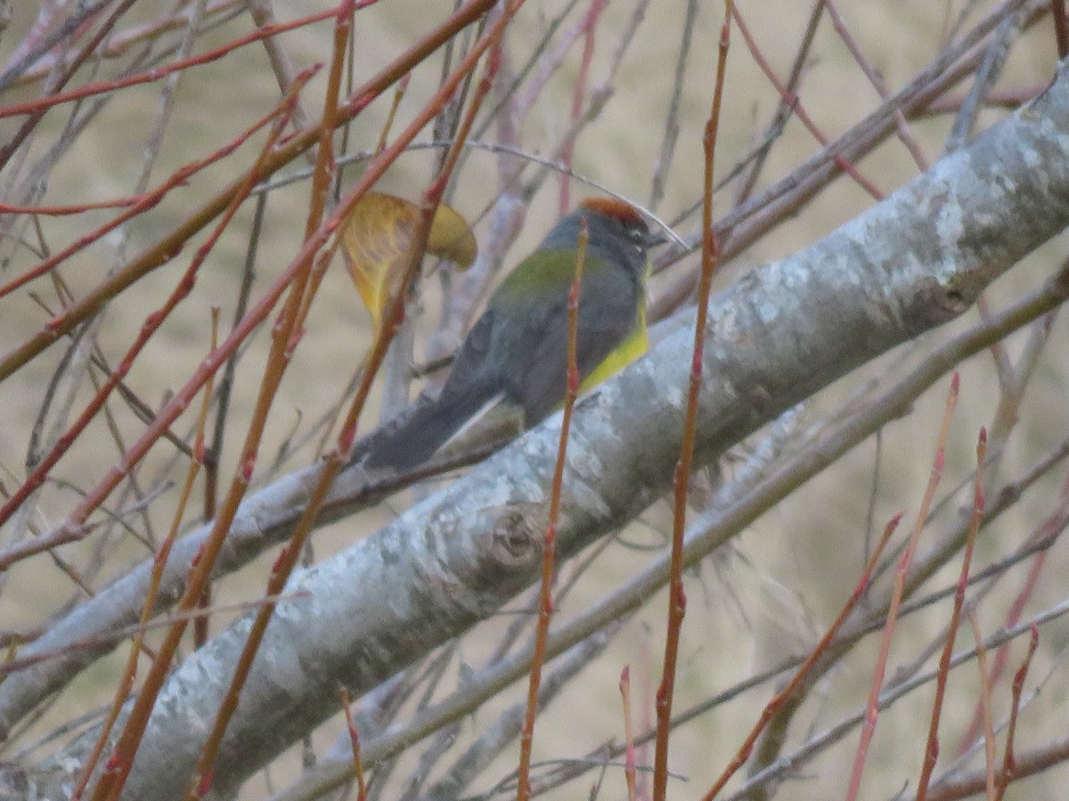 Brown-capped Redstart - ML180985821