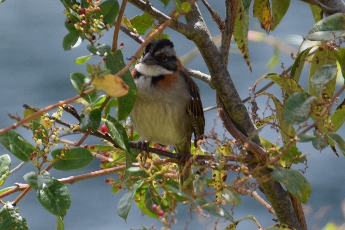 Rufous-collared Sparrow - ML180986591