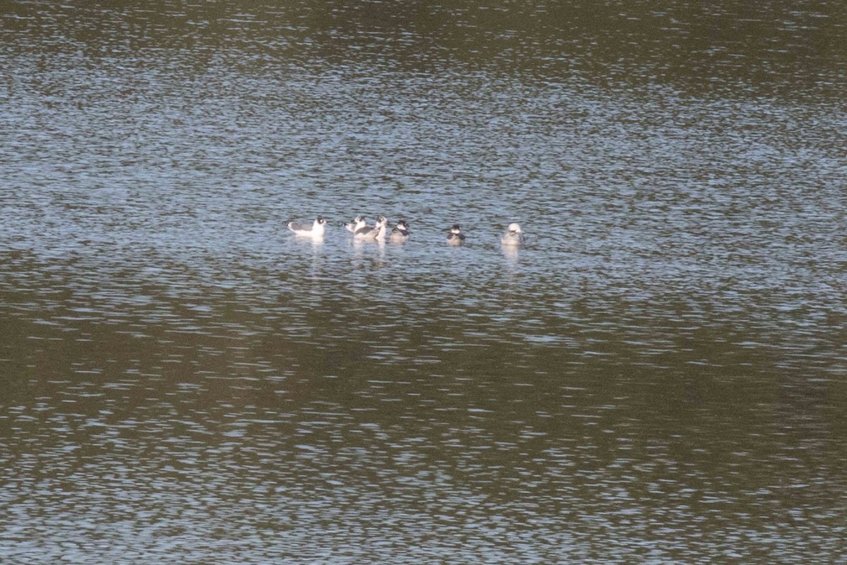 Franklin's Gull - ML180987611