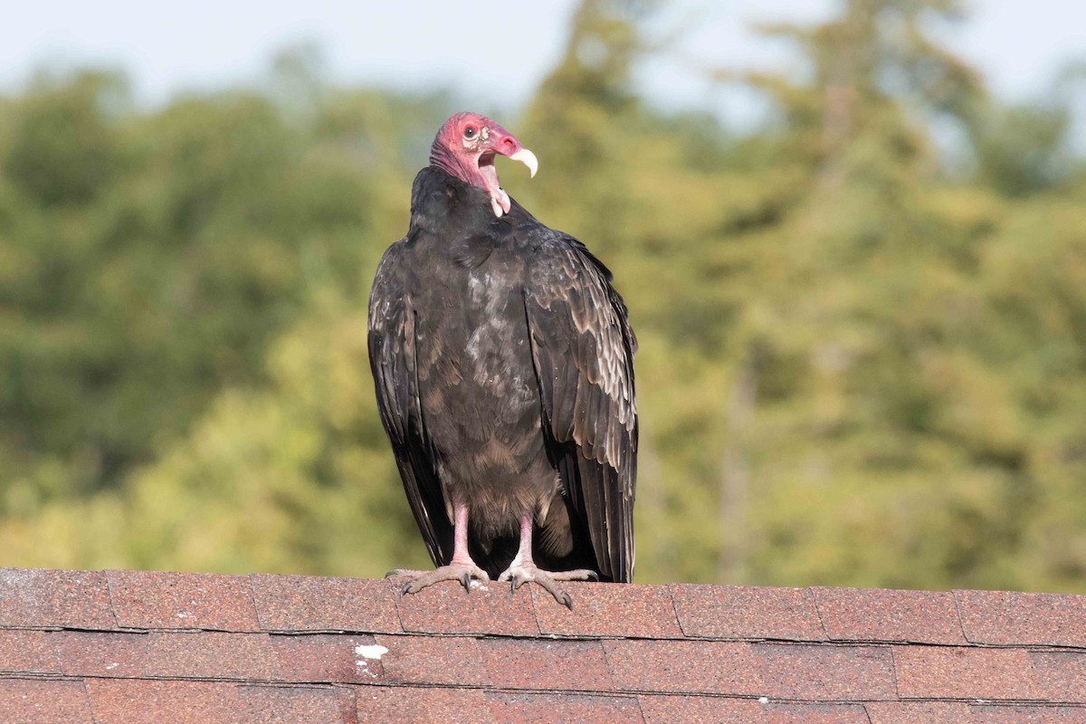 Turkey Vulture - ML180987731