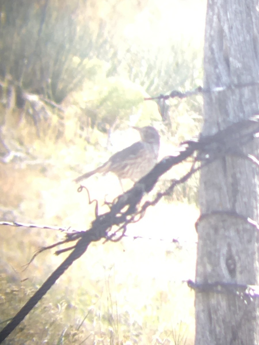 Sage Thrasher - ML180988101