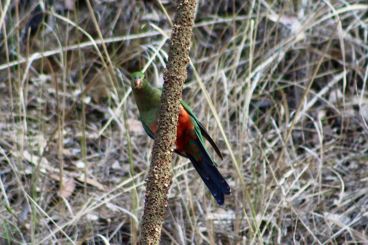Australian King-Parrot - ML180988841