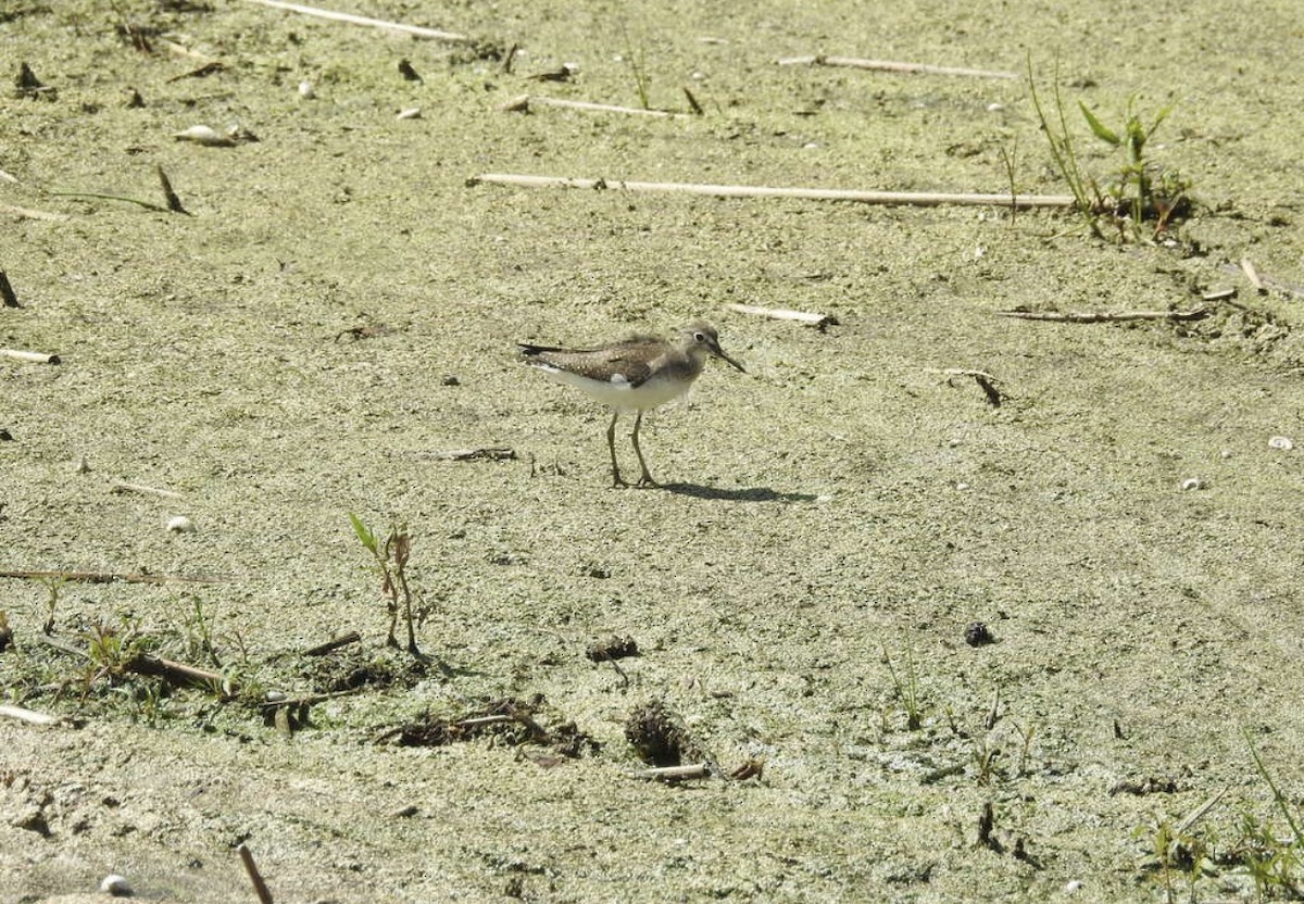 Andarríos Solitario - ML180990311