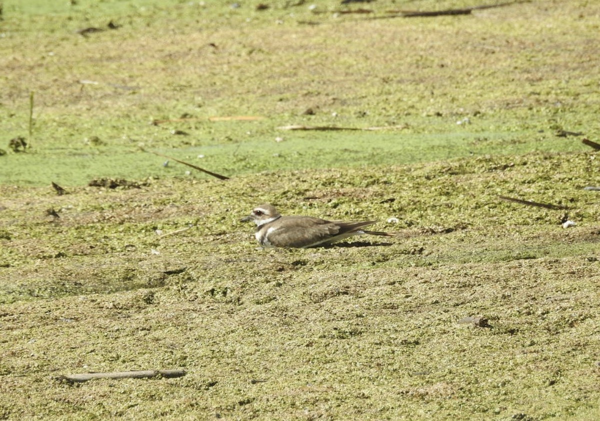 Killdeer - ML180990321