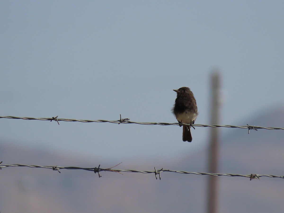 Black Phoebe - ML180990421