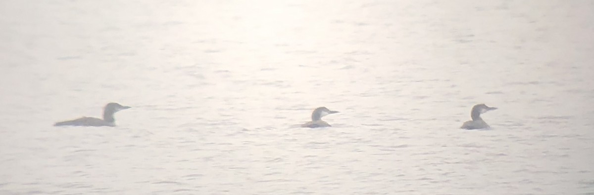 Common Loon - ML180994341