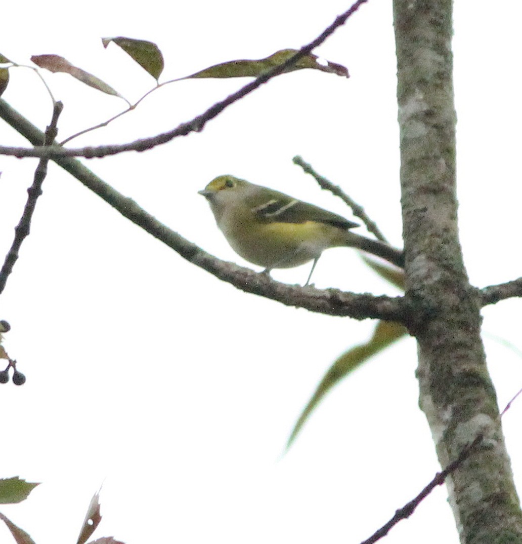 Ak Gözlü Vireo - ML180996441