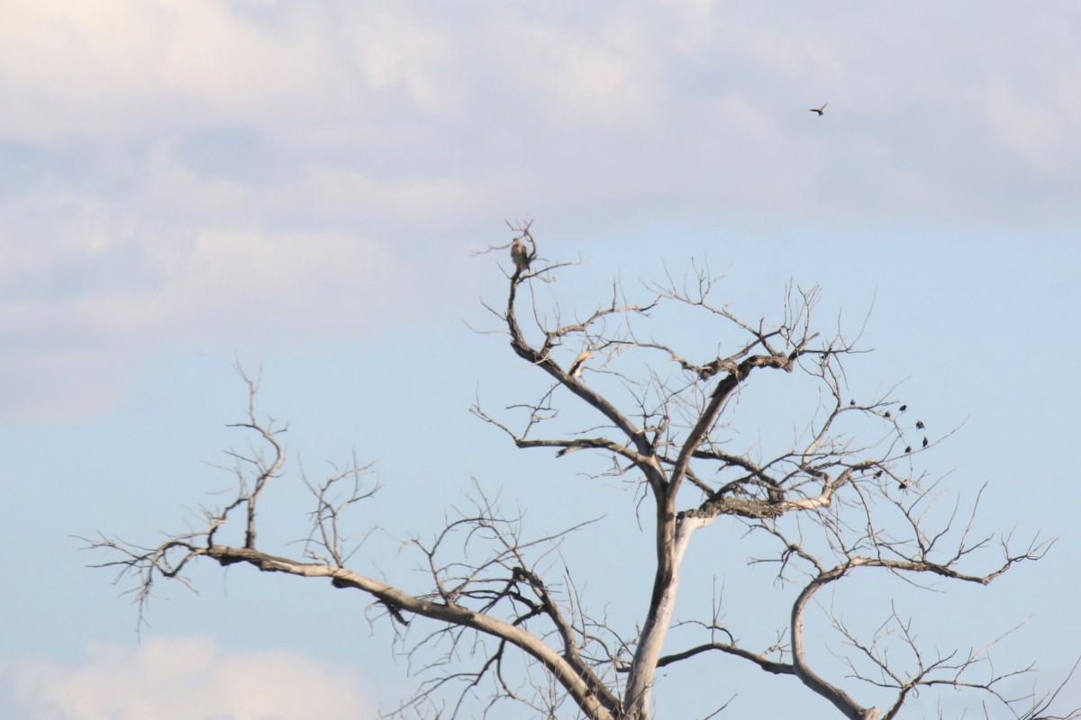 Red-tailed Hawk - ML180996491