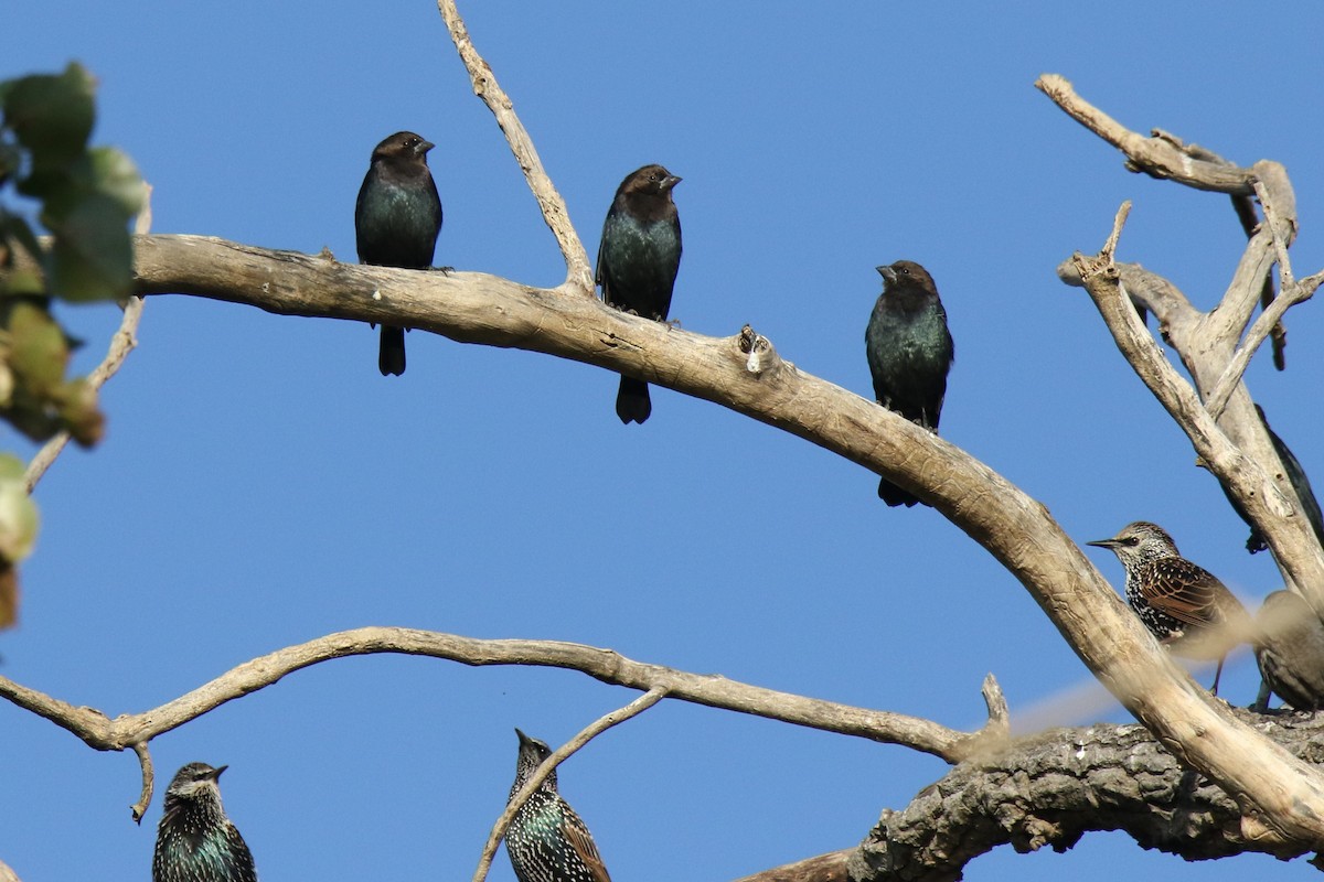 Brown-headed Cowbird - Boni Edwards