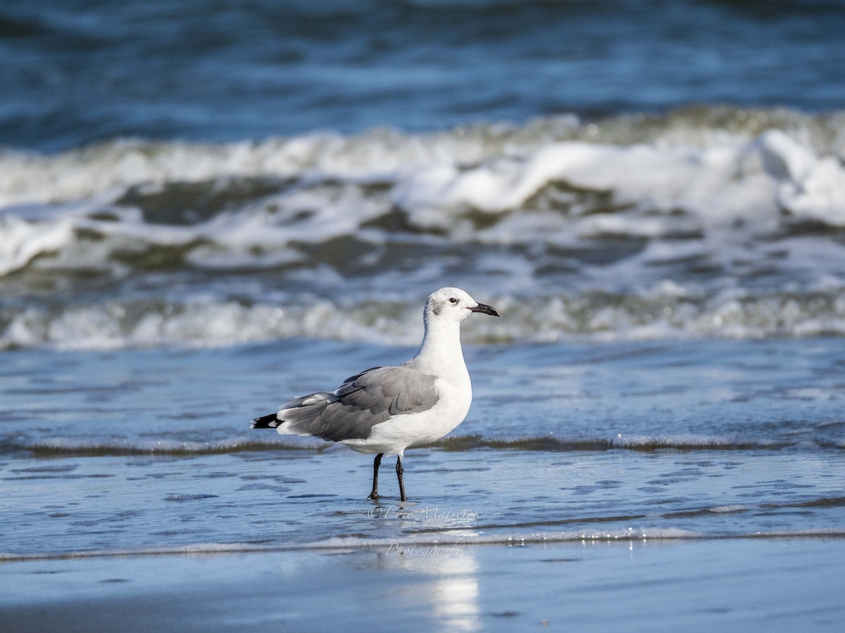 Laughing Gull - Eric Matrejek