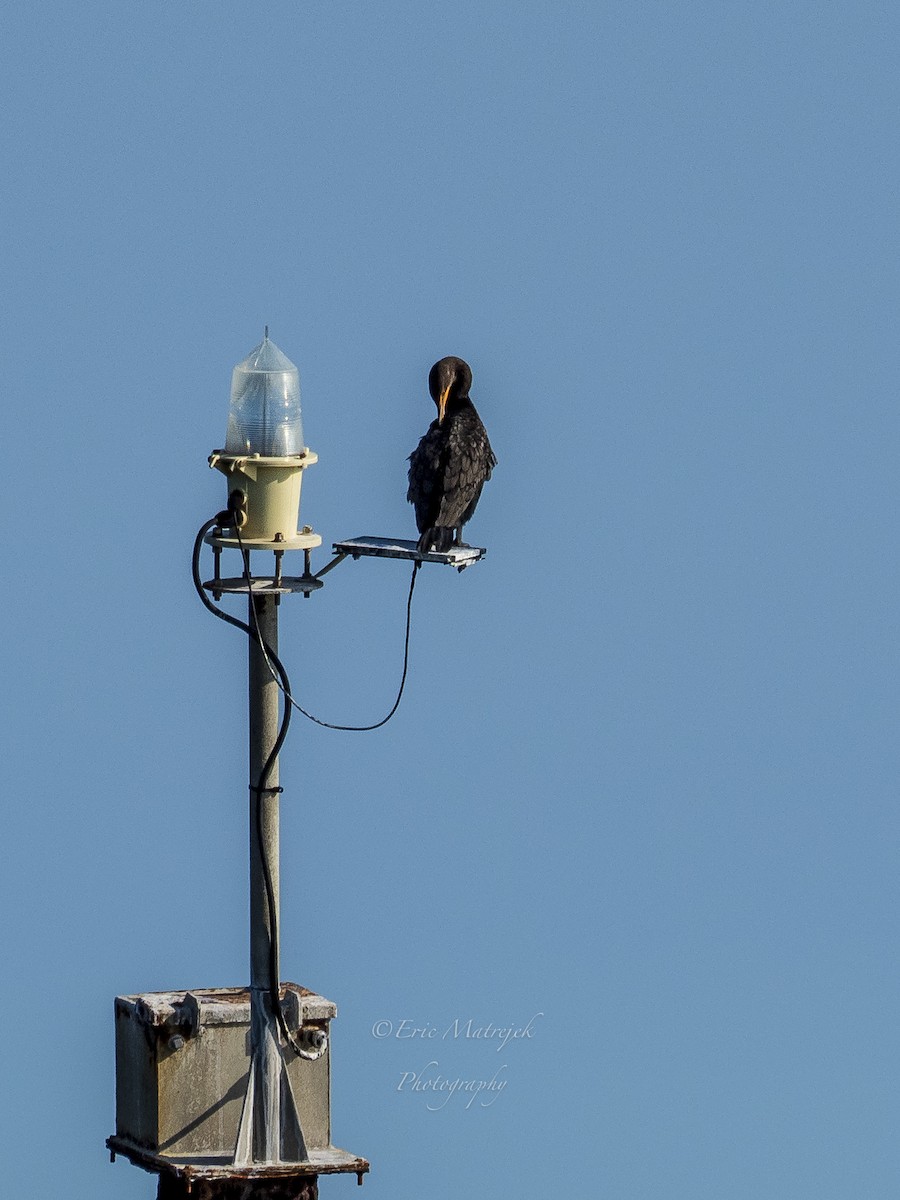 Double-crested Cormorant - ML180999171