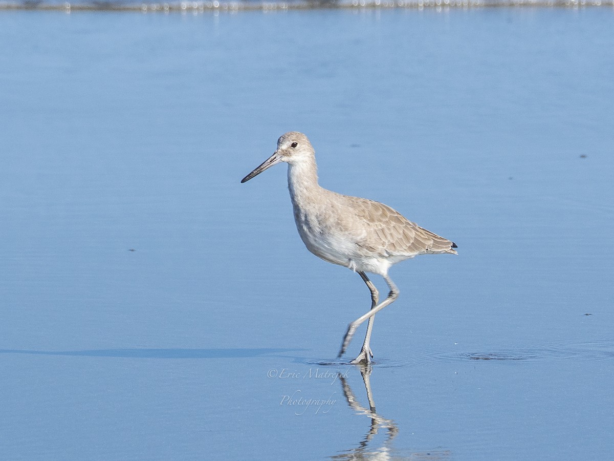 Willet - ML180999191