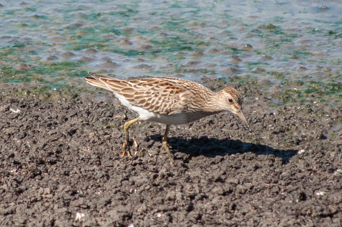 Bécasseau à poitrine cendrée - ML180999691