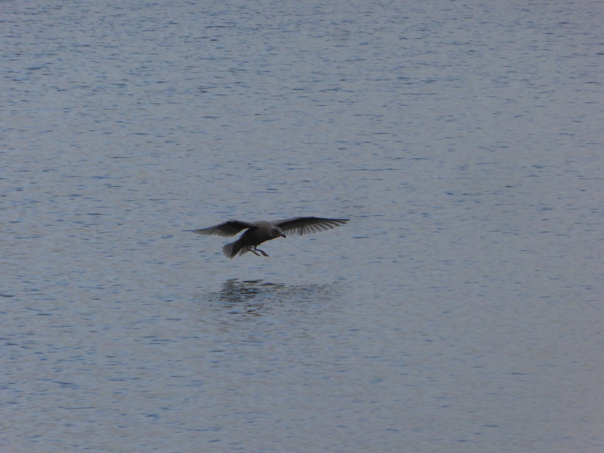 Gaviota Groenlandesa - ML181000851