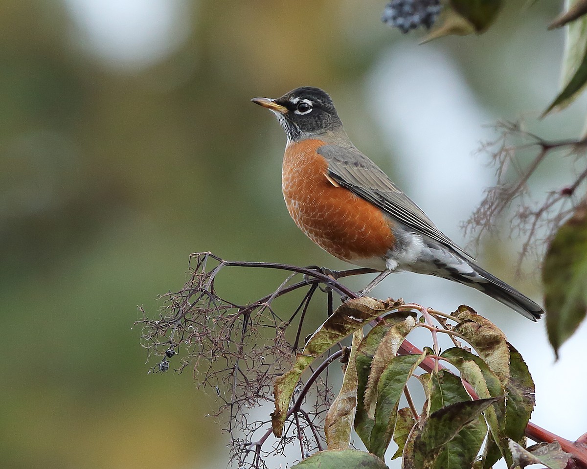 American Robin - ML181001191