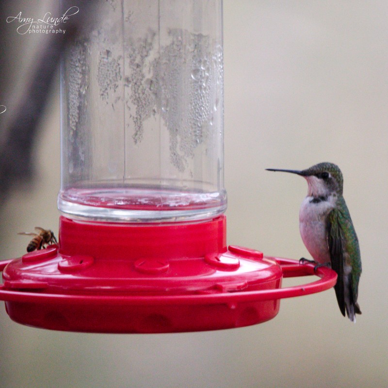 Black-chinned Hummingbird - Amy Lunde