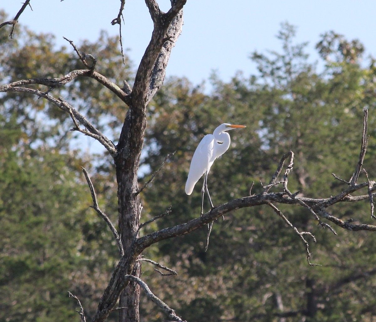 Great Egret - ML181003671