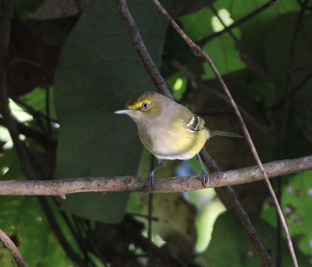 Ak Gözlü Vireo - ML181004641