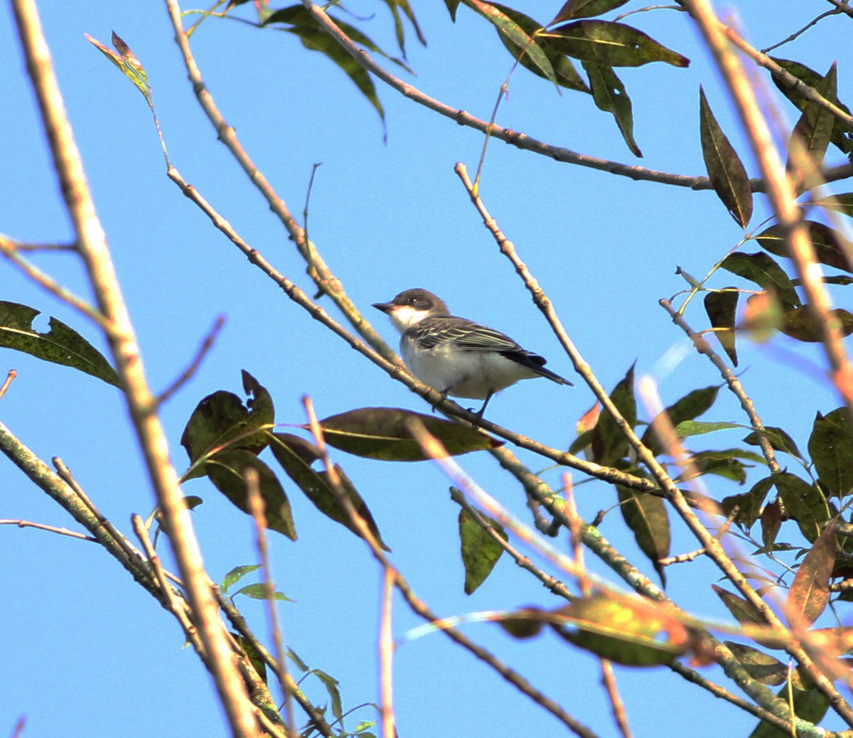 Eastern Kingbird - Gary Graves