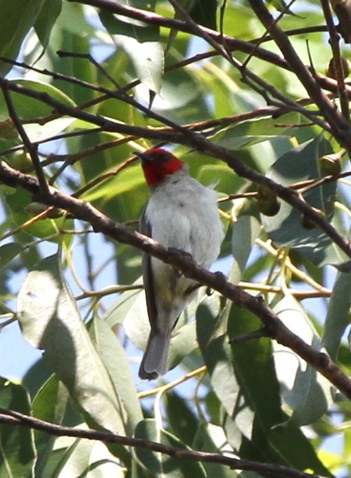 Alor Myzomela - Colin Trainor