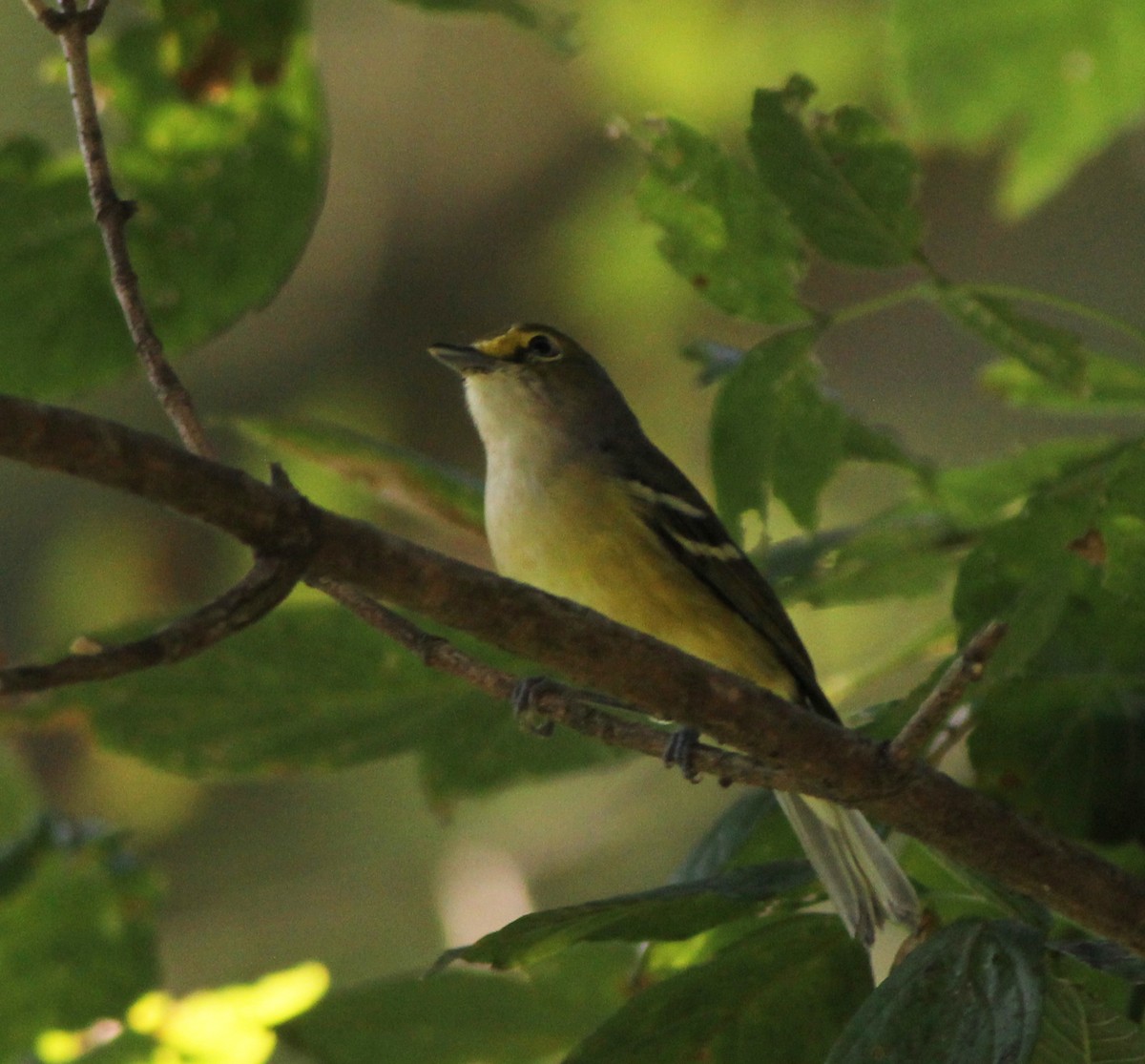 Ak Gözlü Vireo - ML181006461