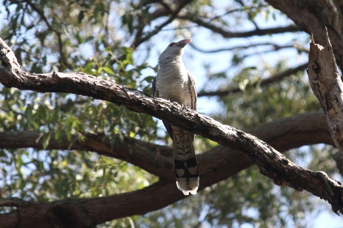 Channel-billed Cuckoo - ML181007401