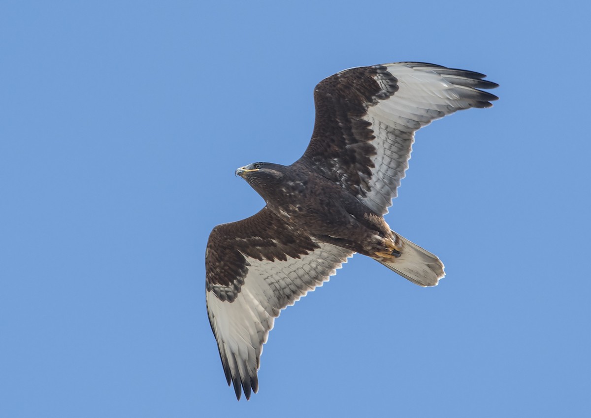 Ferruginous Hawk - Jerry Ting