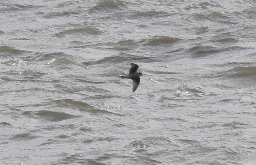 Fork-tailed Storm-Petrel - ML181009431