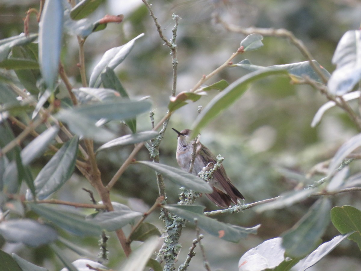 Ruby-throated Hummingbird - Robert Theriault