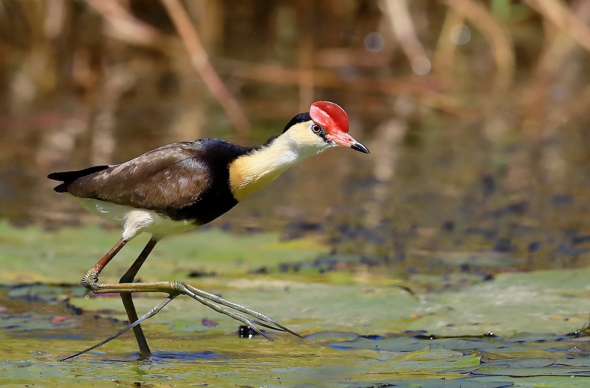 Comb-crested Jacana - ML181010111