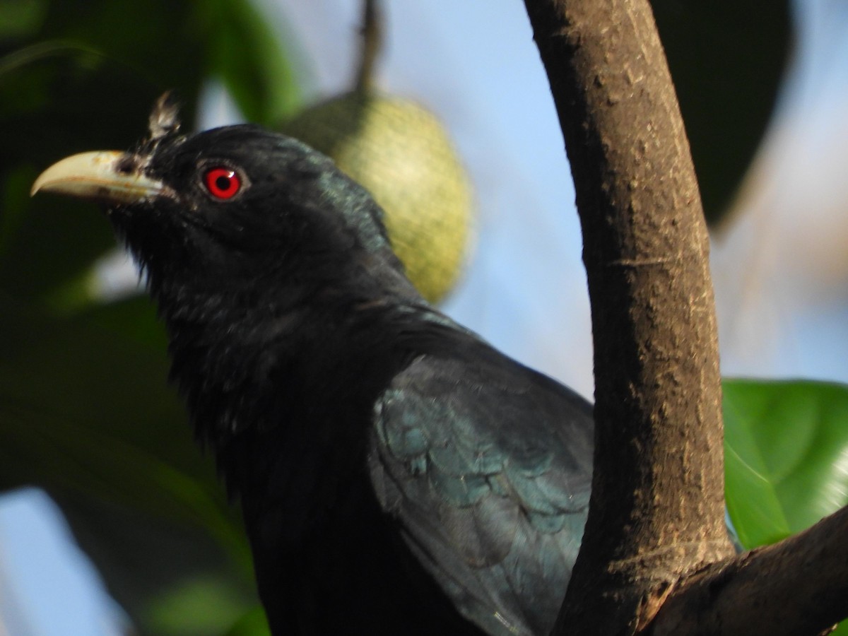 Asian Koel - ML181010861