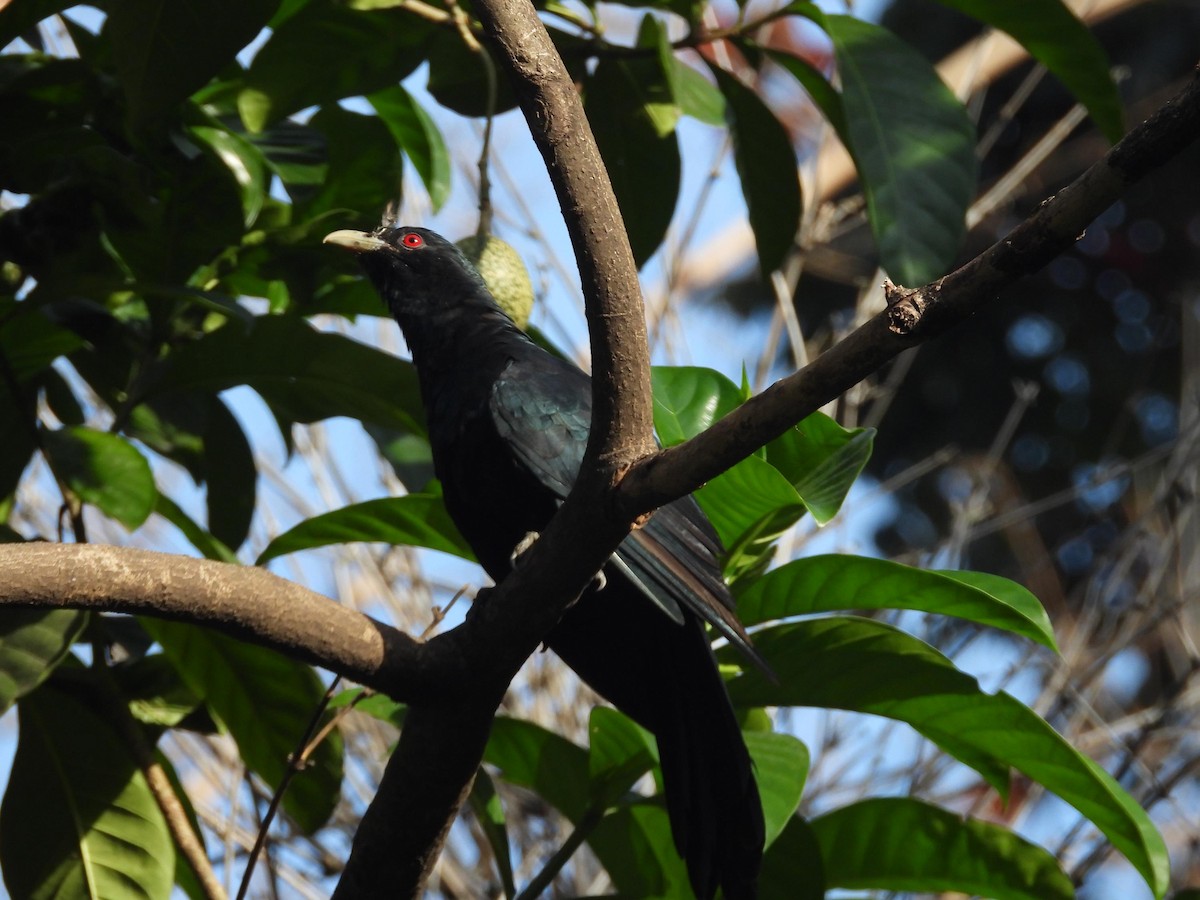 Asian Koel - ML181010871