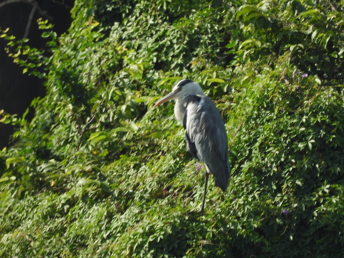 Gray Heron - ML181011211