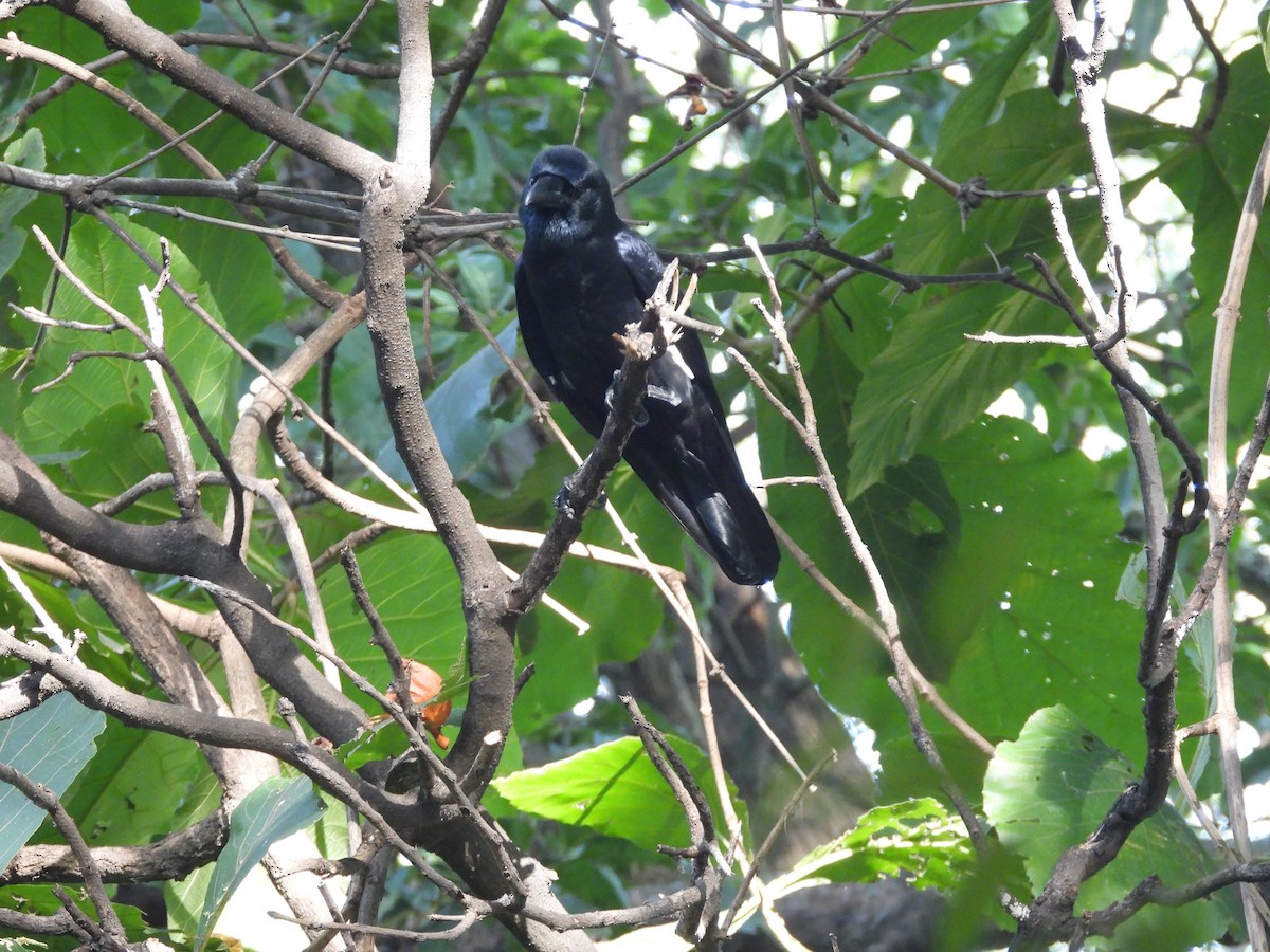 Large-billed Crow (Indian Jungle) - Nicholas Iyadurai