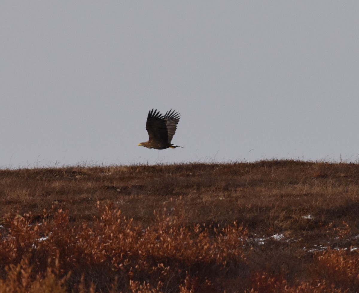 Цагаан сүүлт нөмрөг бүргэд - ML181013931