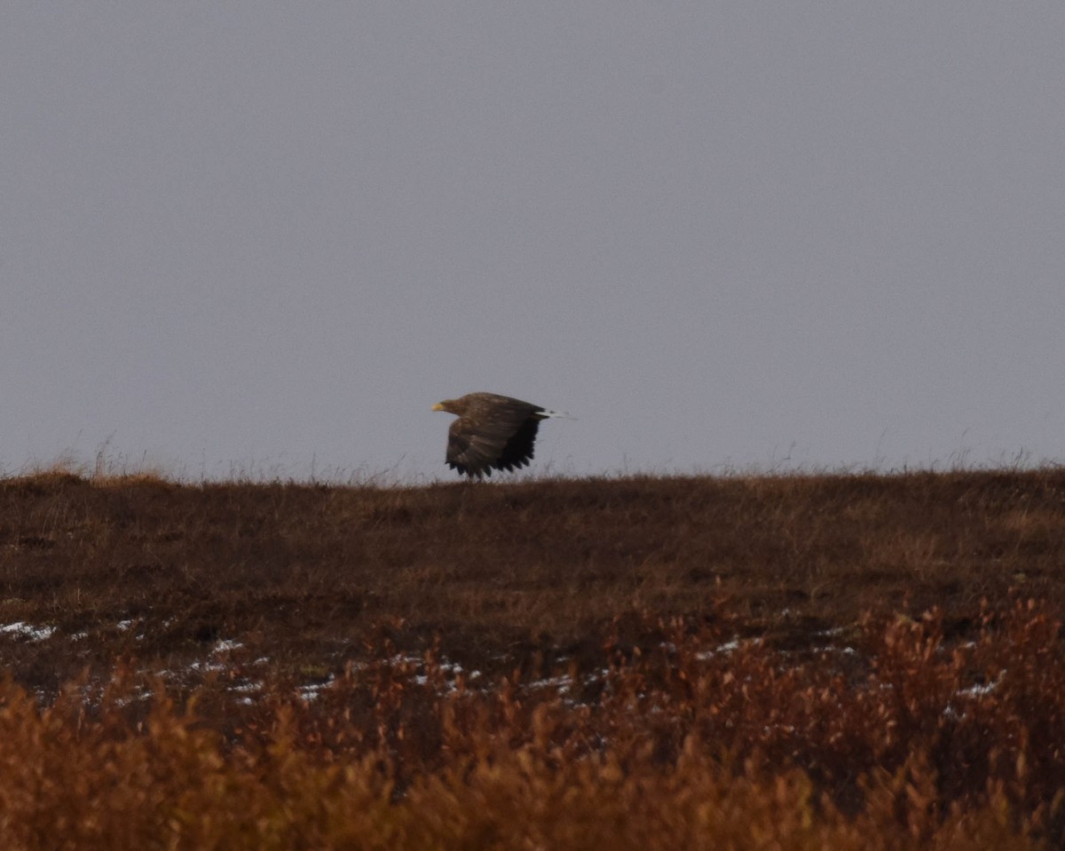 White-tailed Eagle - ML181013941