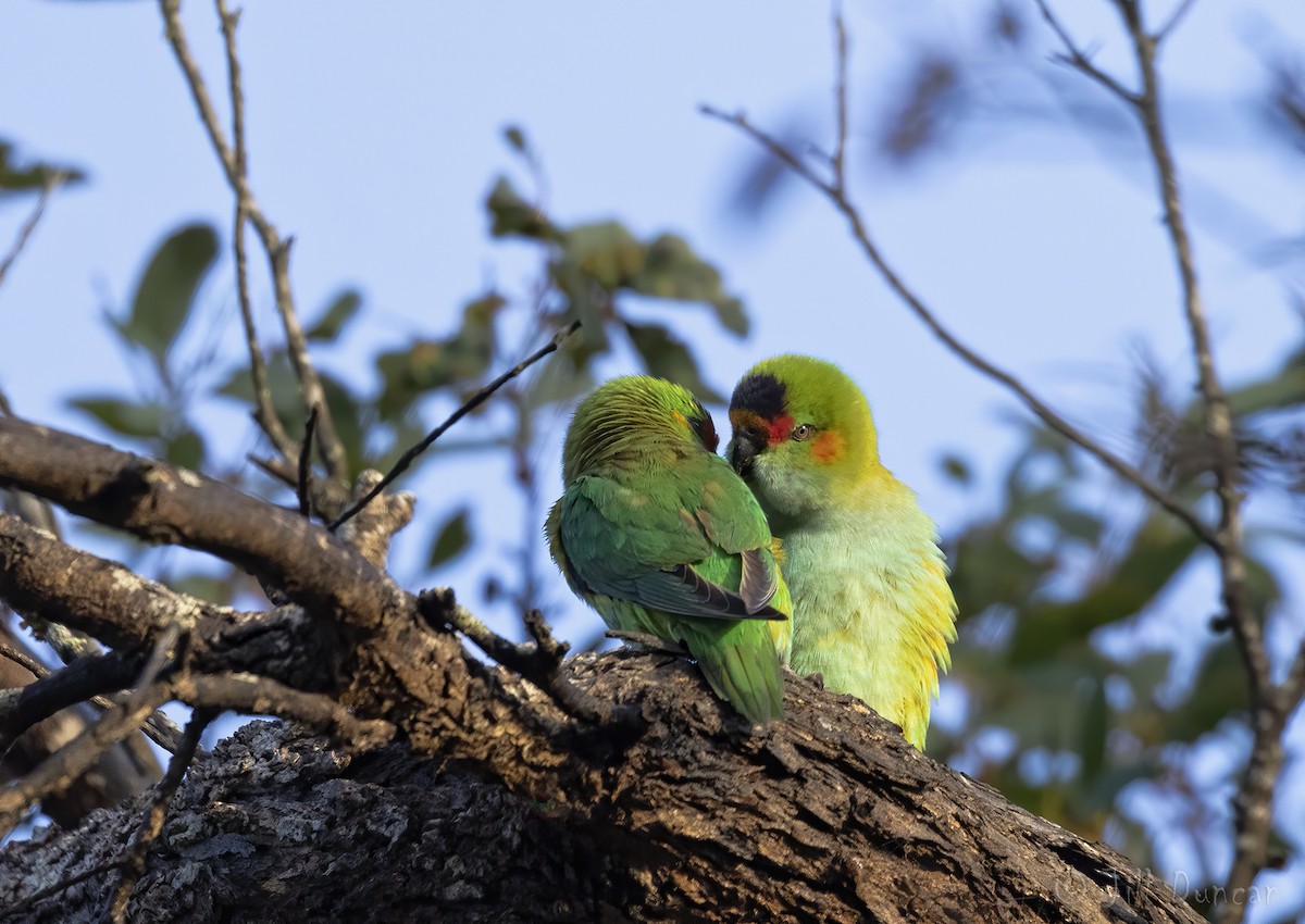 Purple-crowned Lorikeet - Jill Duncan &  Ken Bissett