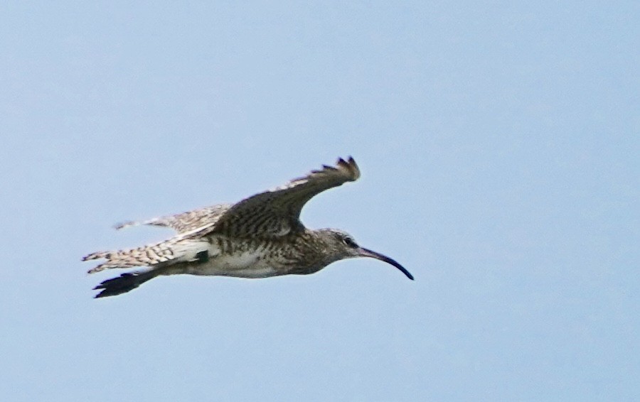 Whimbrel - ML181015831