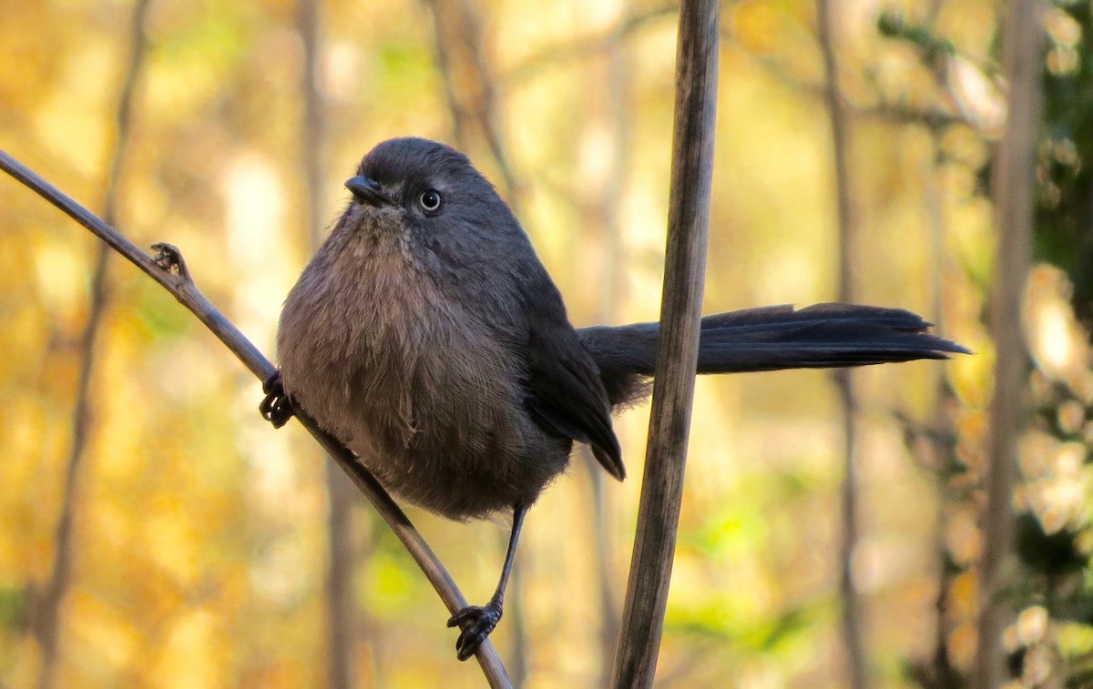 Wrentit - ML181016591