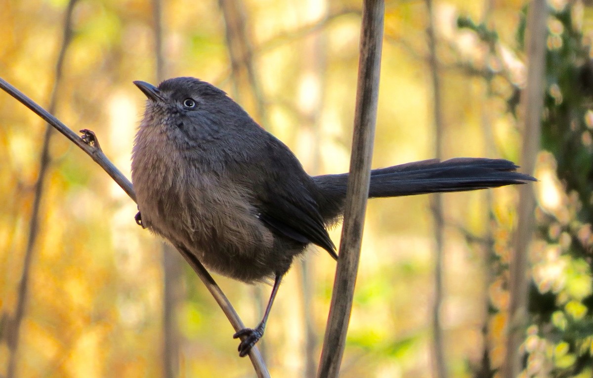 Wrentit - Petra Clayton