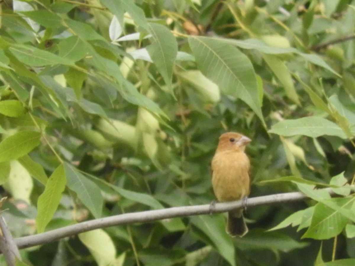 Blue Grosbeak - ML181017441
